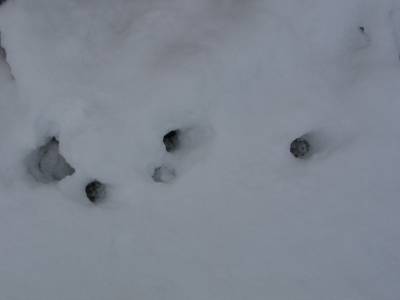 paw prints 2